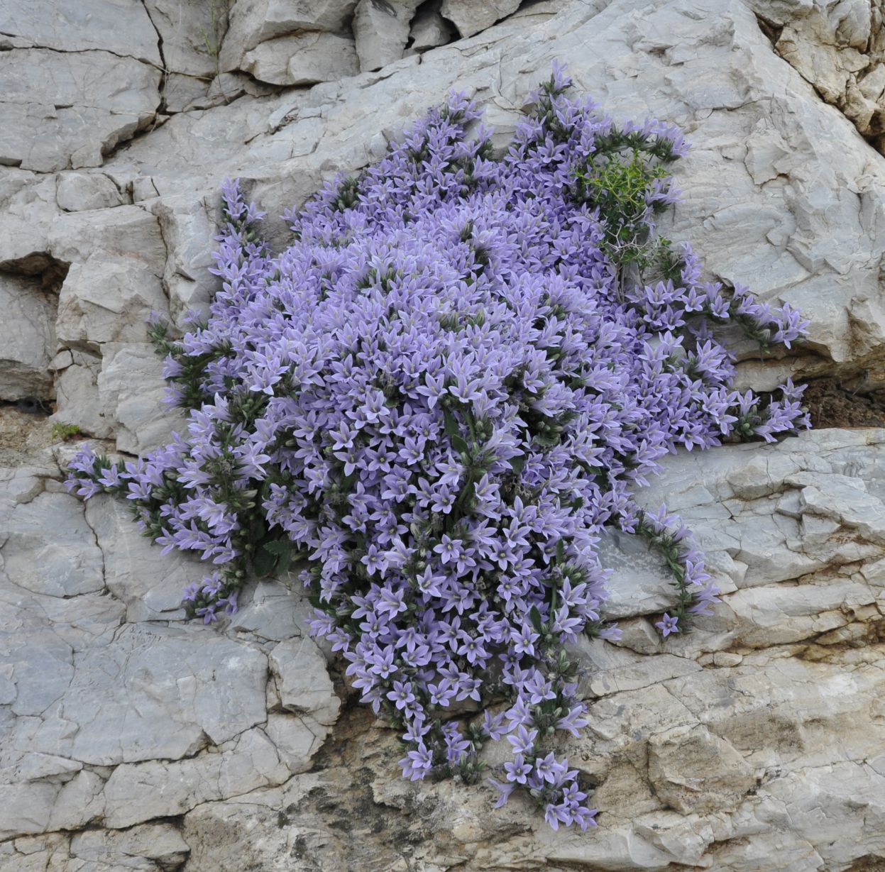Image of Campanula celsii specimen.