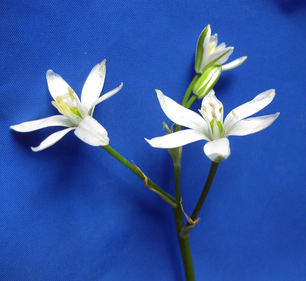 Изображение особи Ornithogalum kochii.