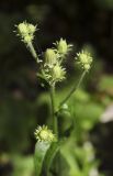 Picris hieracioides