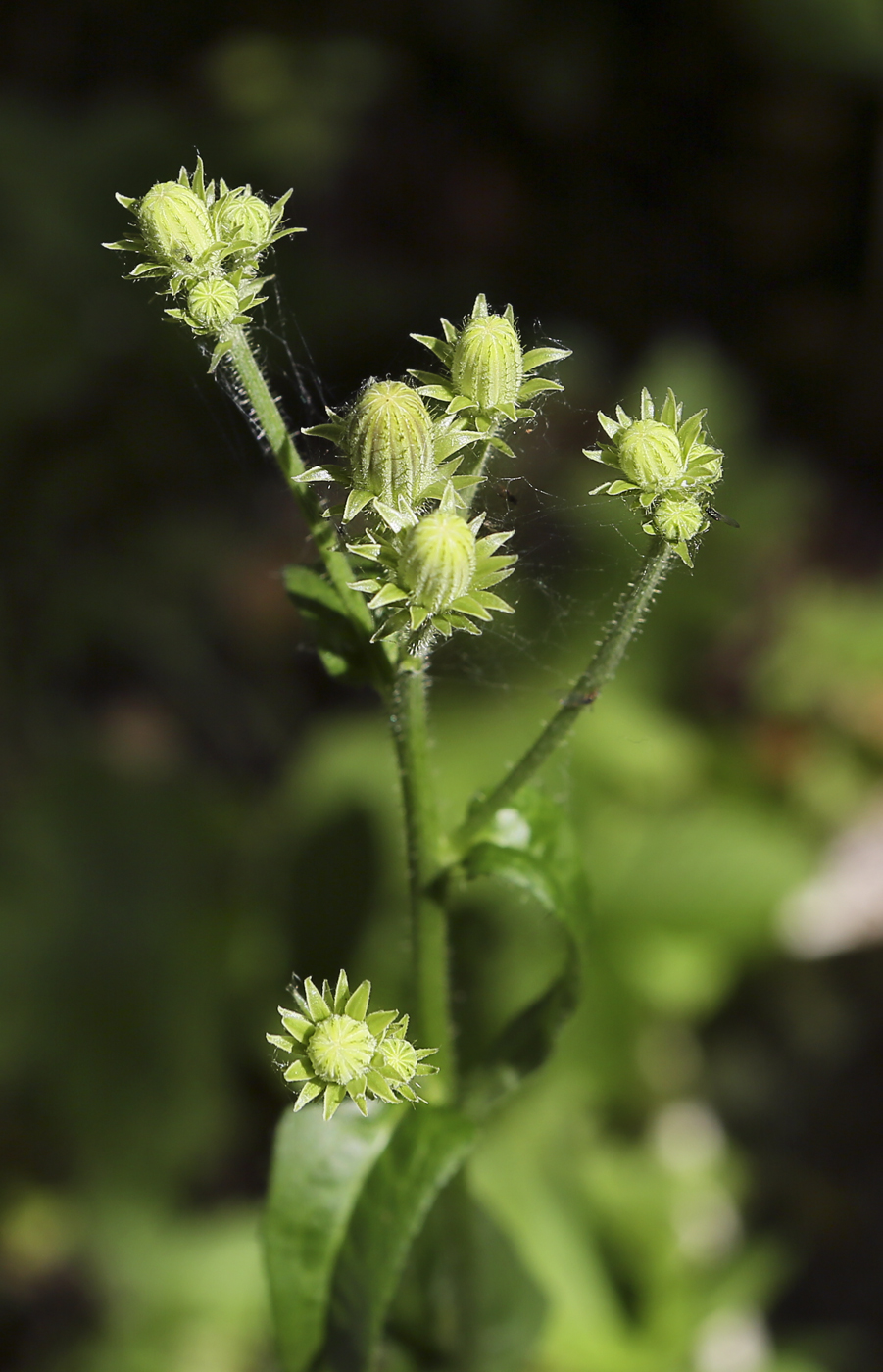 Image of Picris hieracioides specimen.