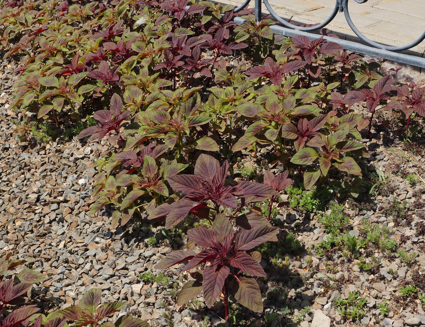 Изображение особи Amaranthus hypochondriacus.