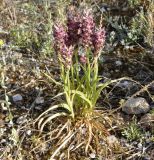 Anacamptis coriophora ssp. fragrans