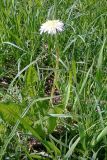 Taraxacum officinale