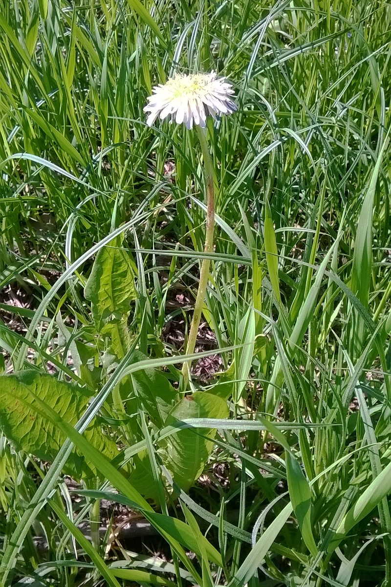 Изображение особи Taraxacum officinale.