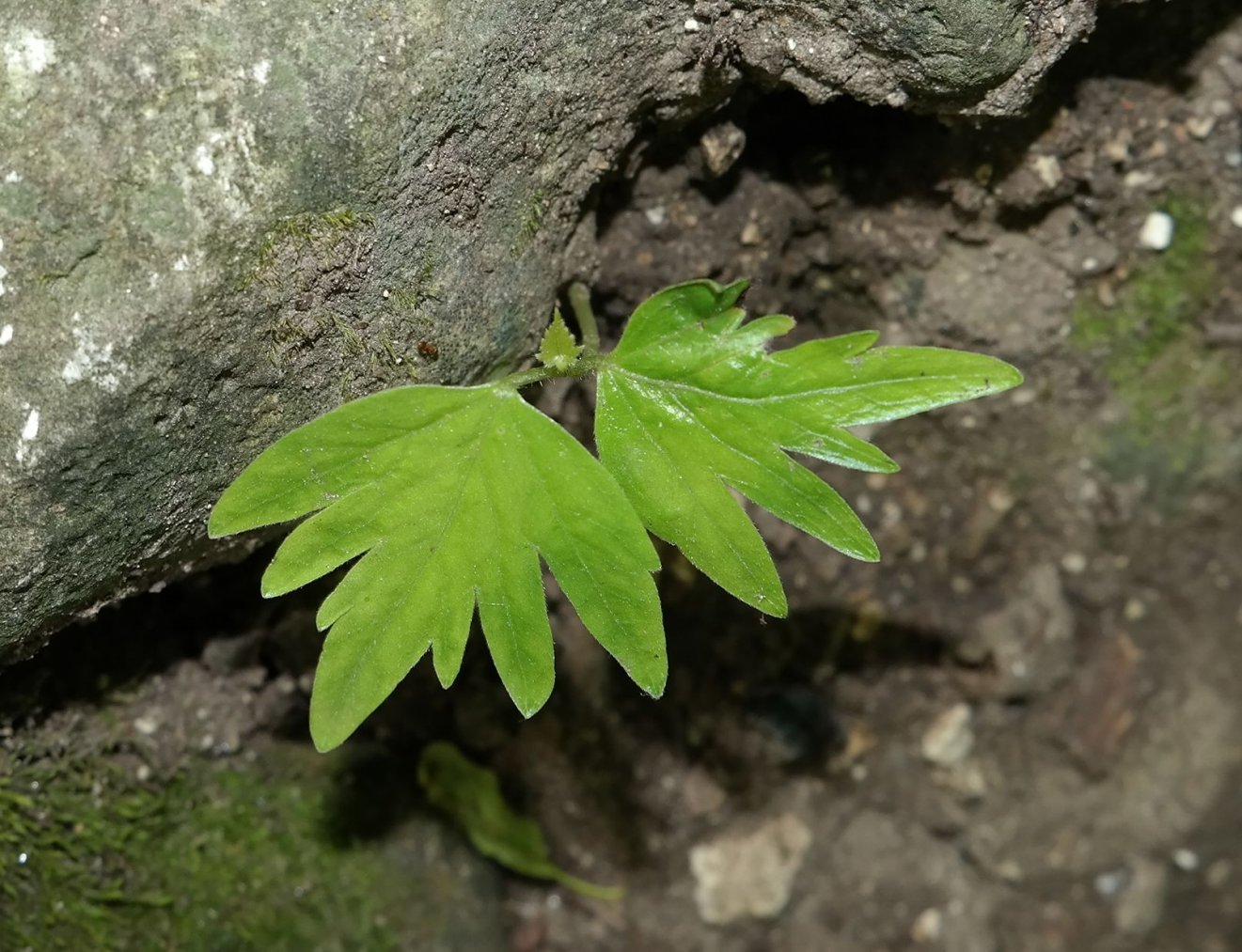 Image of genus Tilia specimen.