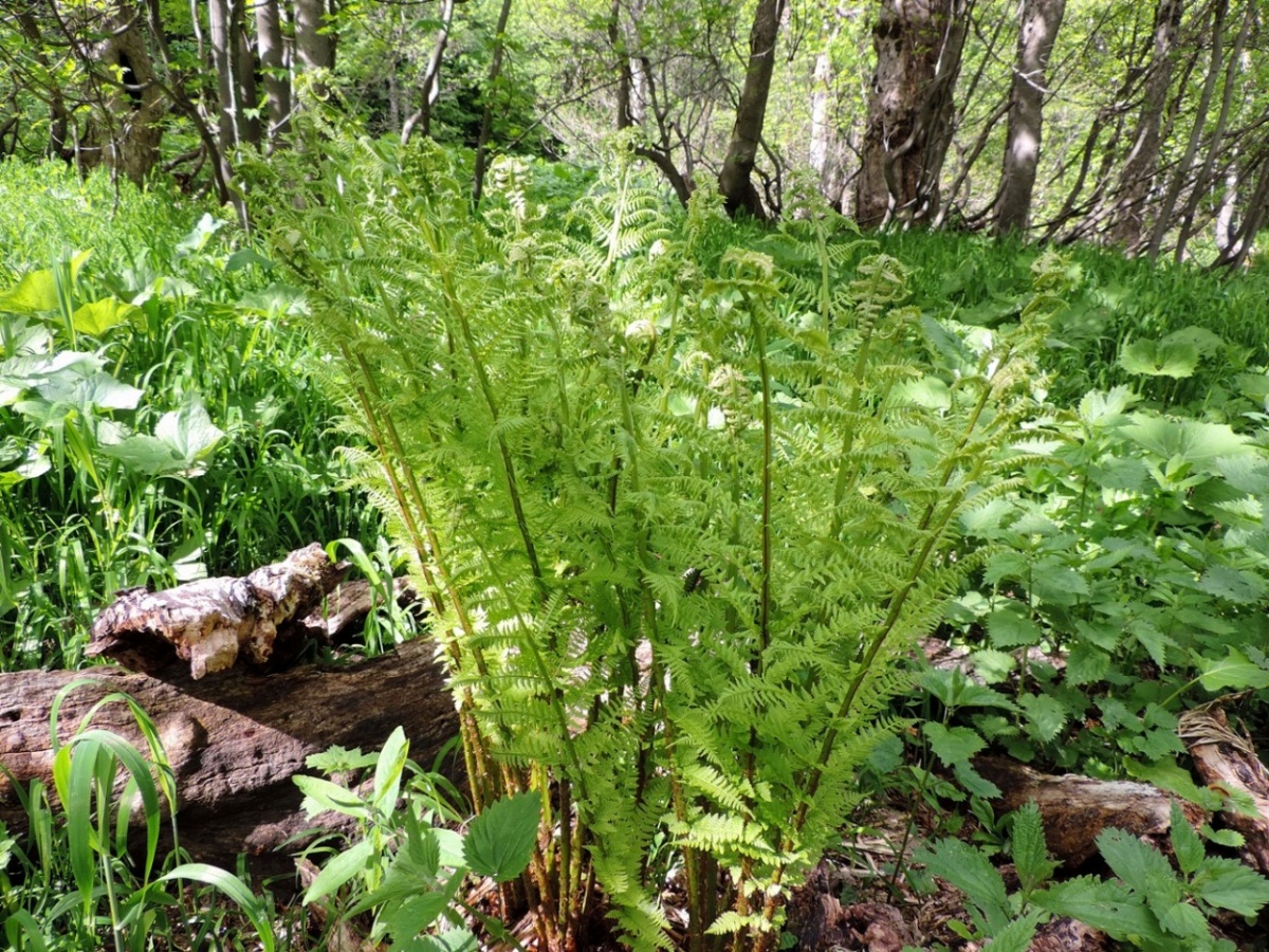 Image of genus Dryopteris specimen.