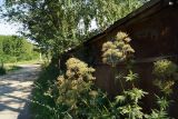 Valeriana dubia