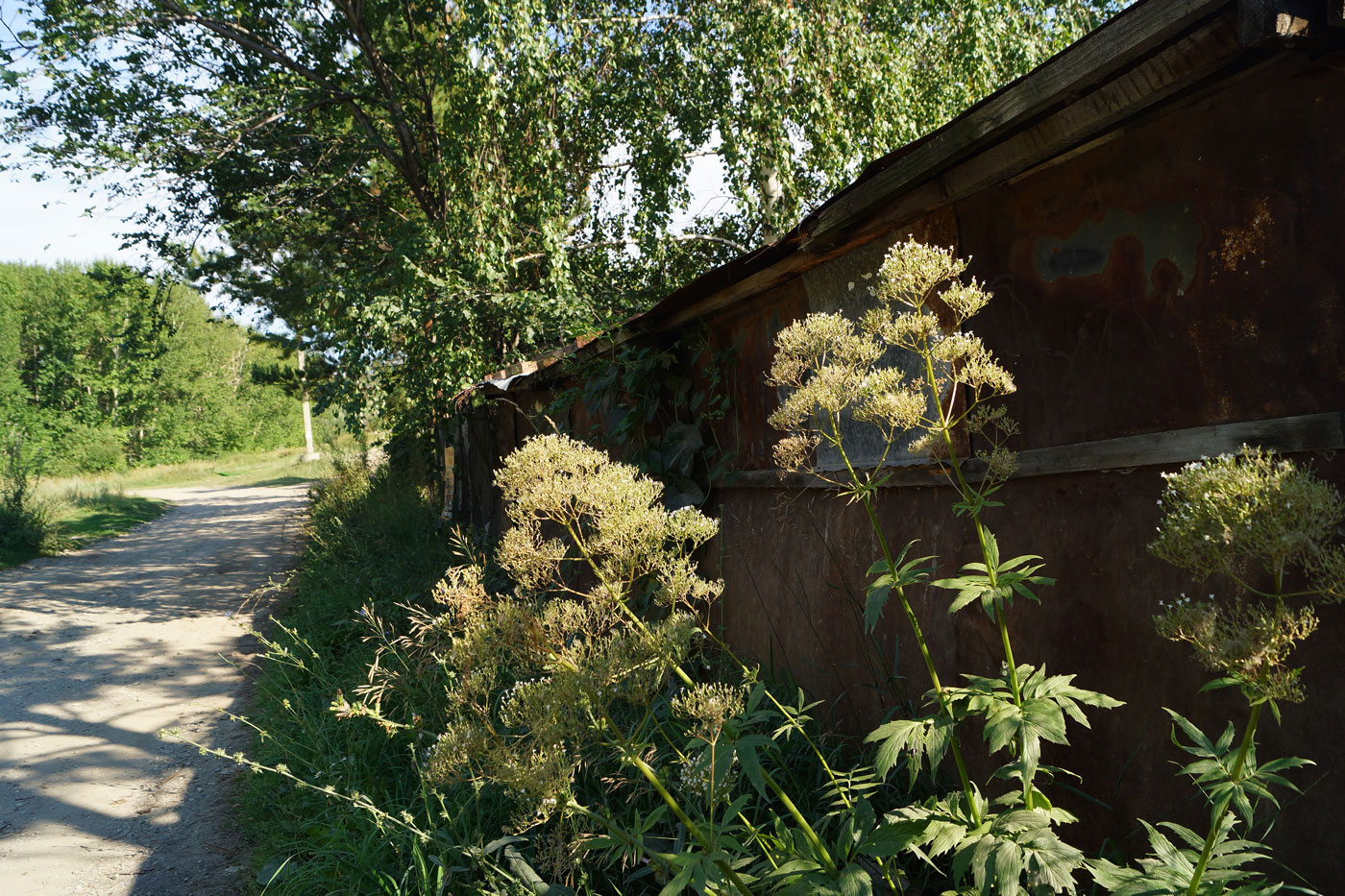 Изображение особи Valeriana dubia.