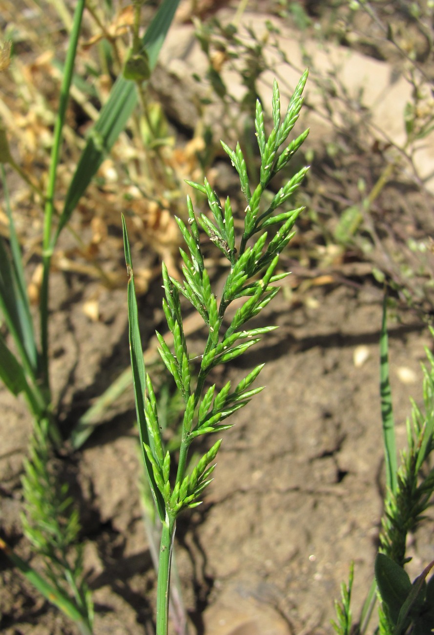 Image of Scleropoa rigida specimen.