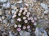 Douglasia ochotensis