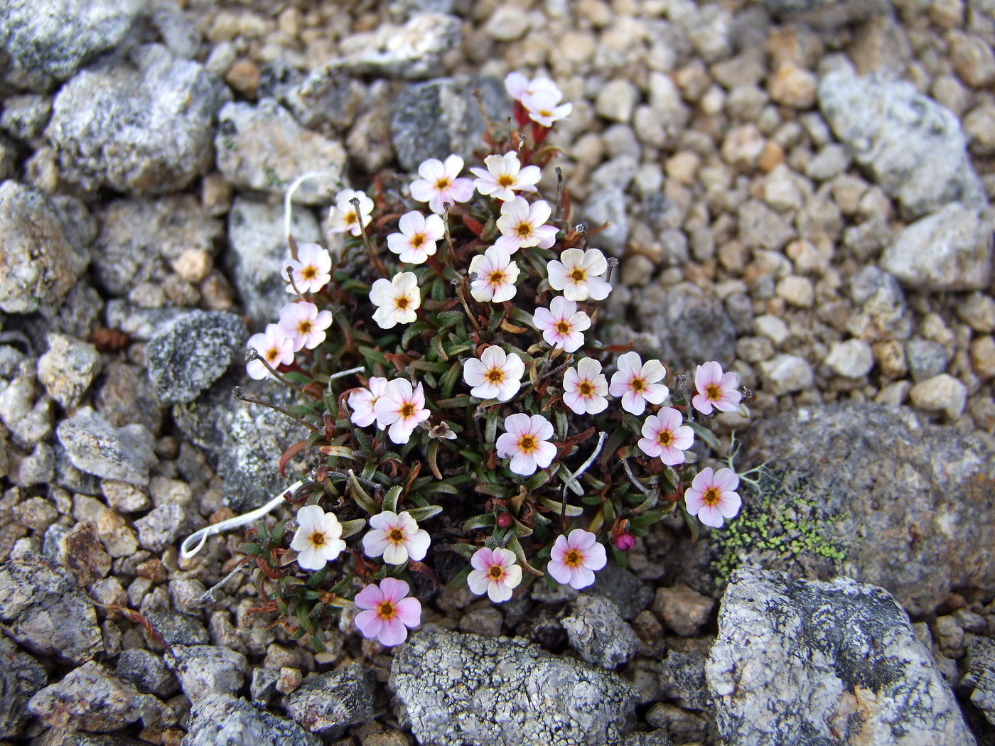 Изображение особи Douglasia ochotensis.