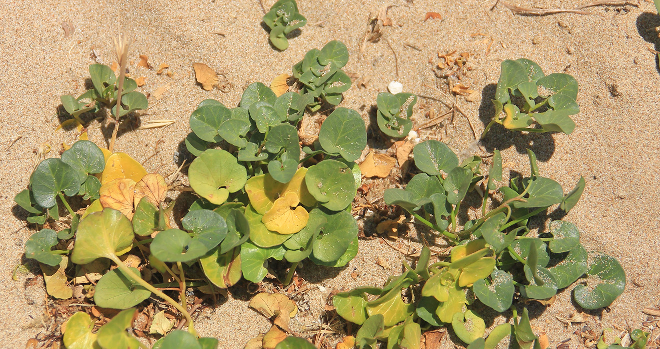 Image of Calystegia soldanella specimen.