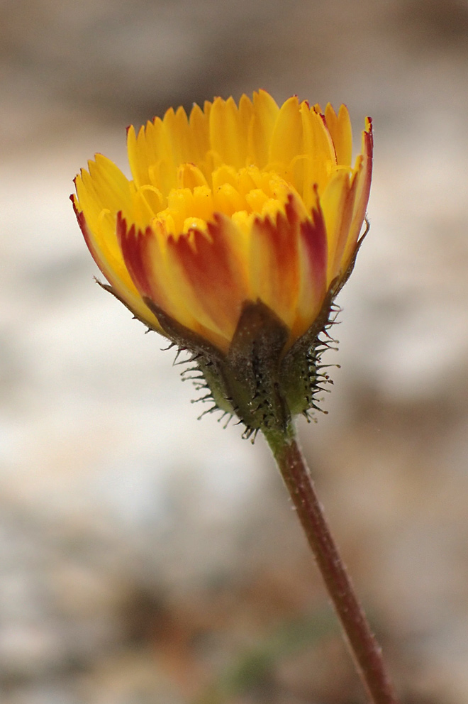 Image of Crepis neglecta ssp. graeca specimen.