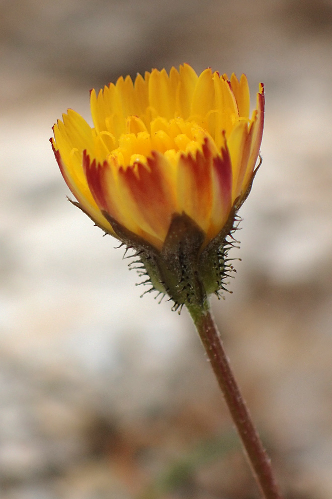 Изображение особи Crepis neglecta ssp. graeca.