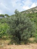 Olea europaea. Взрослое дерево. Крым, Южный Берег, гора Аю-Даг, ЮЗ склон, шибляк с примесью Pinus pinea. 20.07.2018.