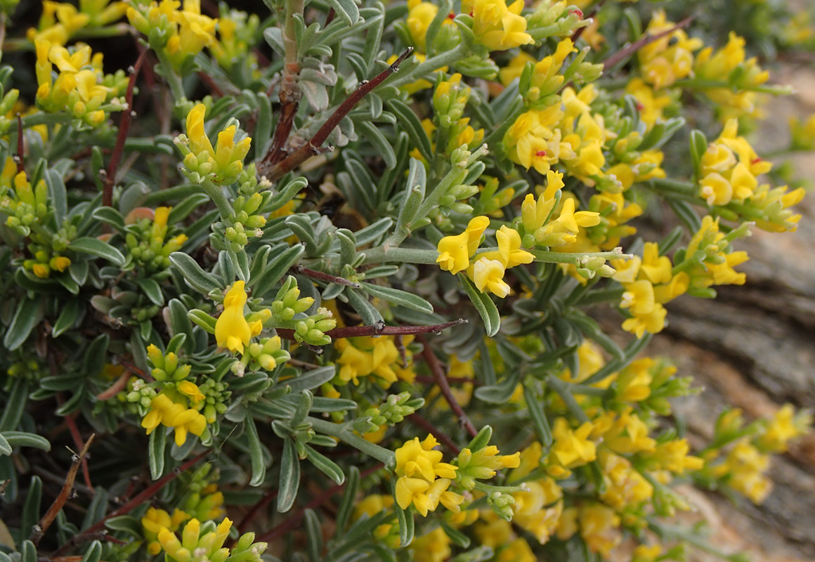 Image of Anthyllis hermanniae specimen.