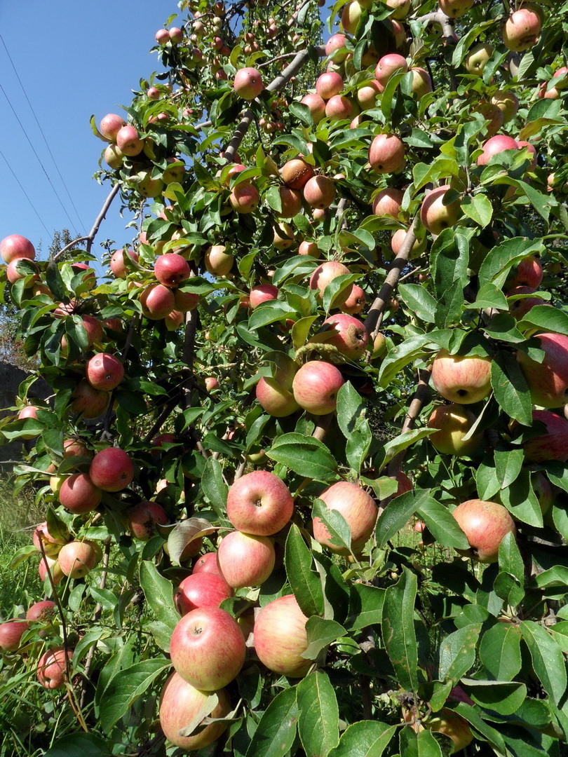 Изображение особи Malus domestica.