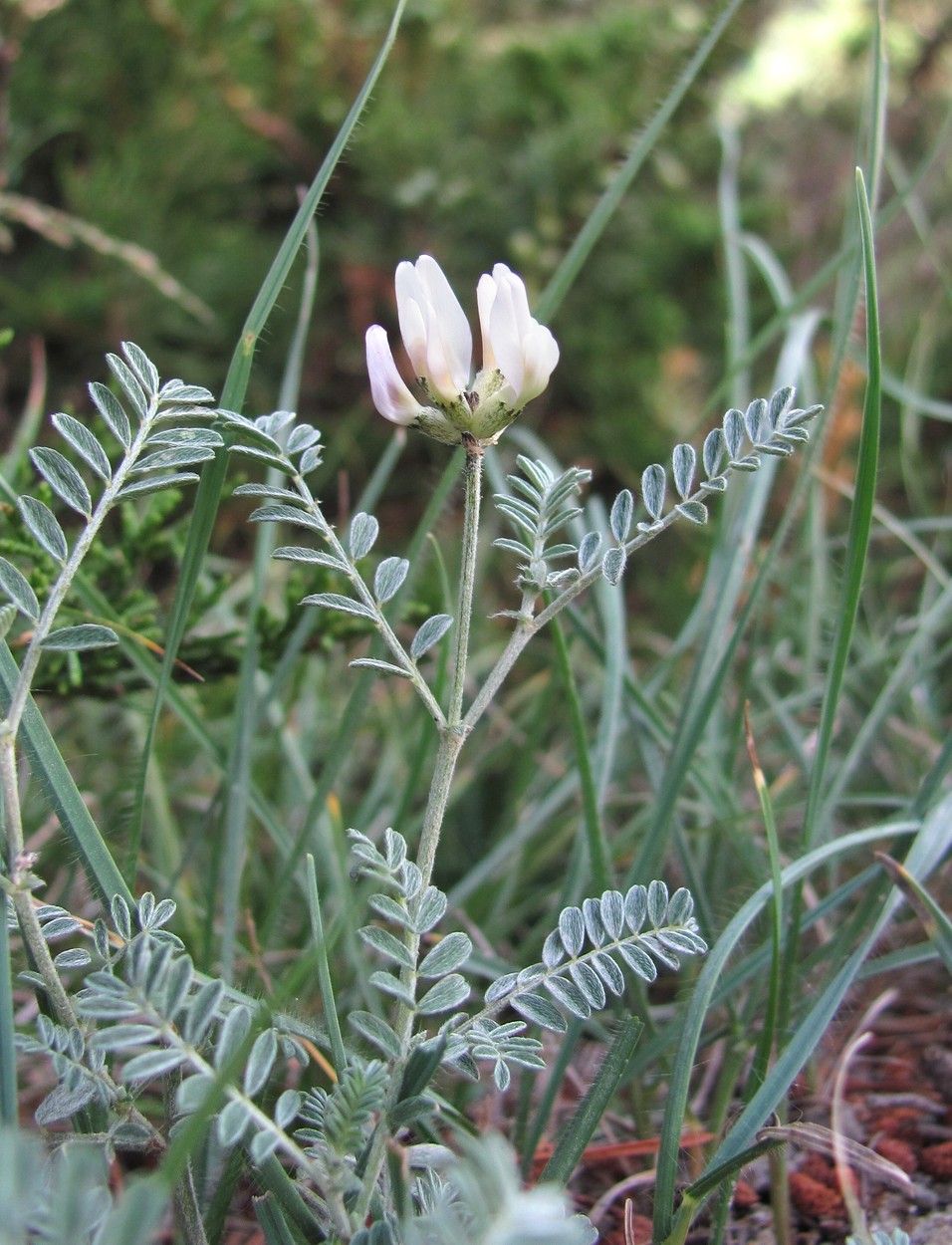 Image of Astragalus tshegemensis specimen.