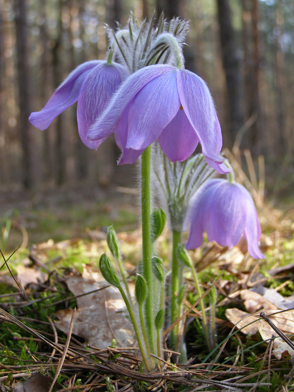 Image of Pulsatilla patens specimen.