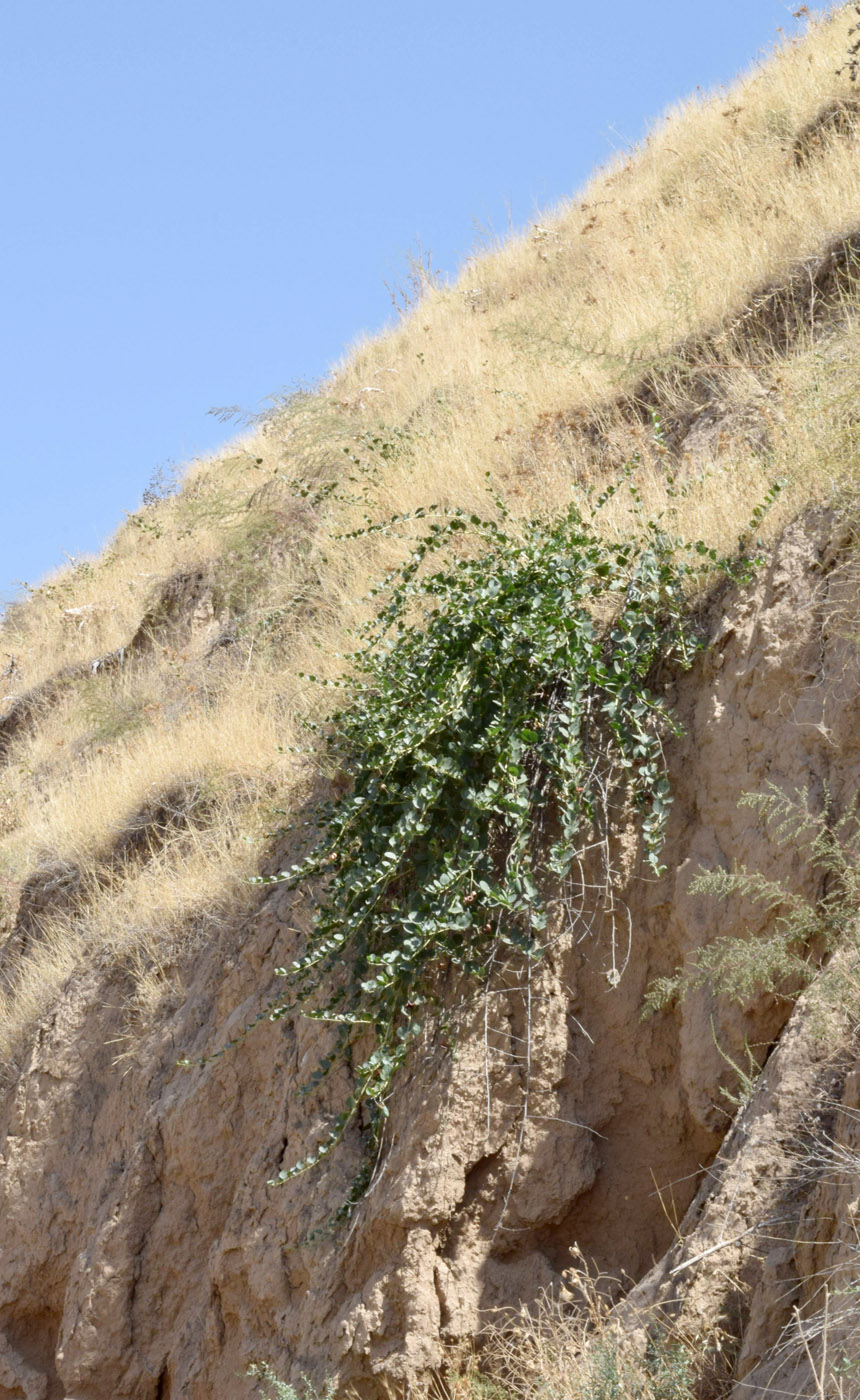 Image of Capparis herbacea specimen.