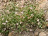 Campanula incanescens