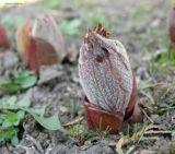 Paeonia arietina