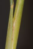 genus Miscanthus