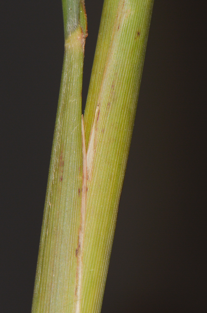 Изображение особи род Miscanthus.