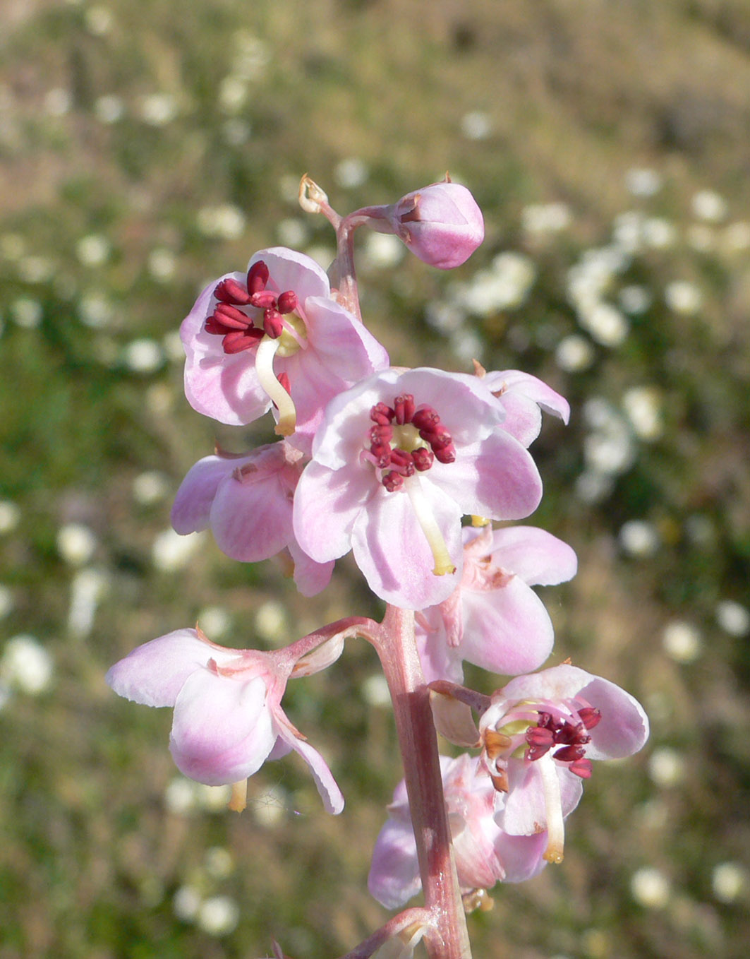 Image of Pyrola incarnata specimen.