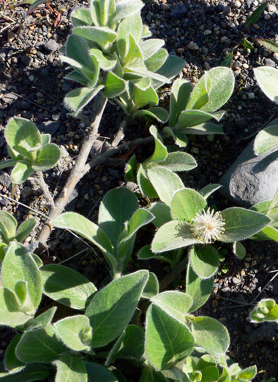 Image of genus Salix specimen.