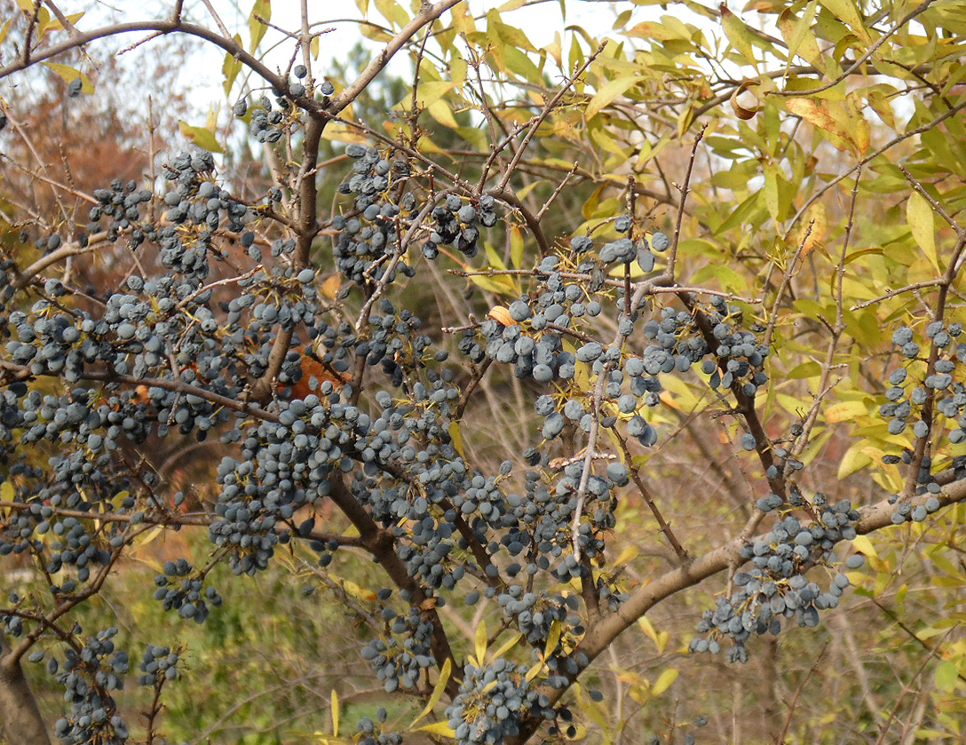 Image of Forestiera pubescens var. parvifolia specimen.