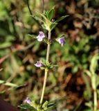 genus Ziziphora. Верхушка цветущего растения. Крым, Байдарская долина, гора Лысая, можжевеловое редколесье. 04.11.2018.