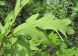Quercus pubescens. Лист (вид снизу). Дагестан, окр. г. Дербент, опушка. 08.05.2018.