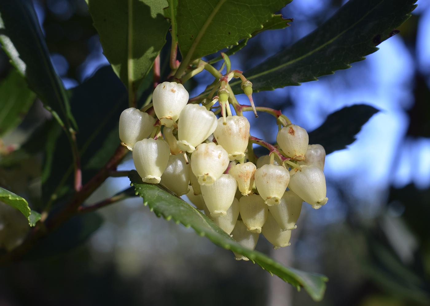 Изображение особи Arbutus unedo.