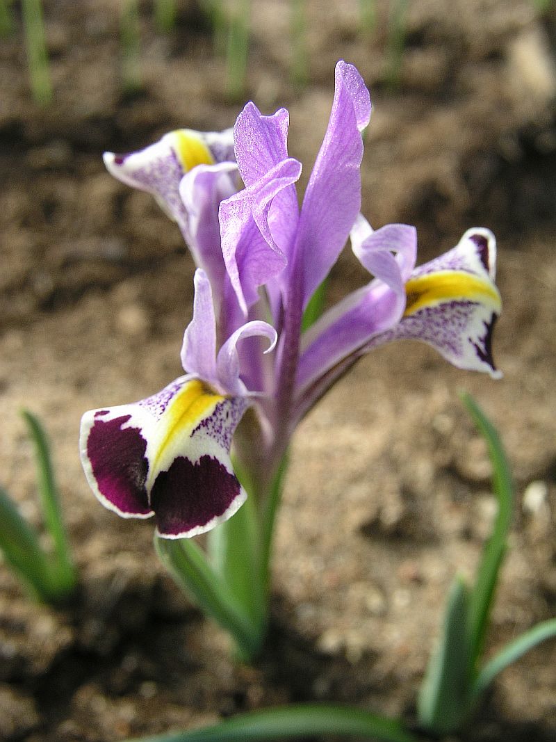 Image of Iridodictyum pskemensis specimen.