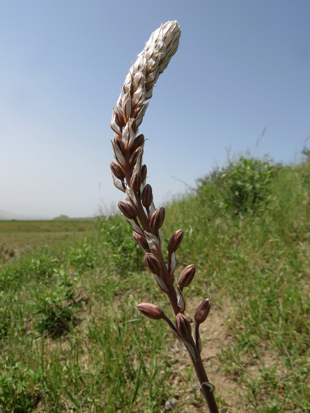 Изображение особи Eremurus comosus.