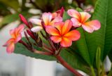 Plumeria rubra