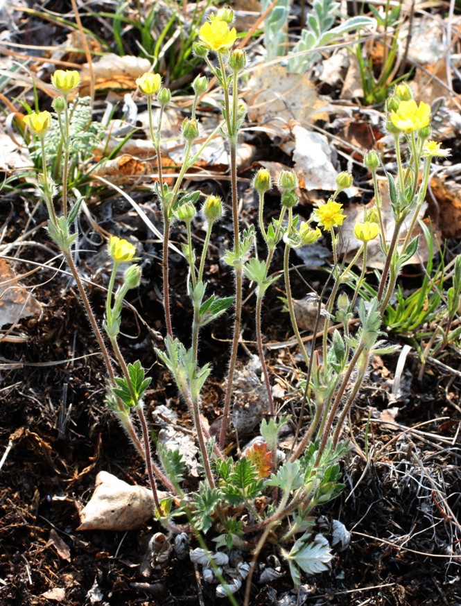 Изображение особи Potentilla arenosa.