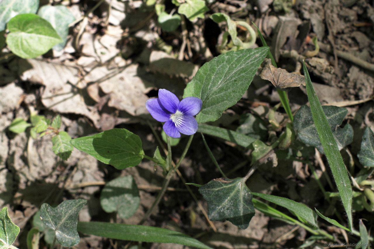 Изображение особи Viola reichenbachiana.