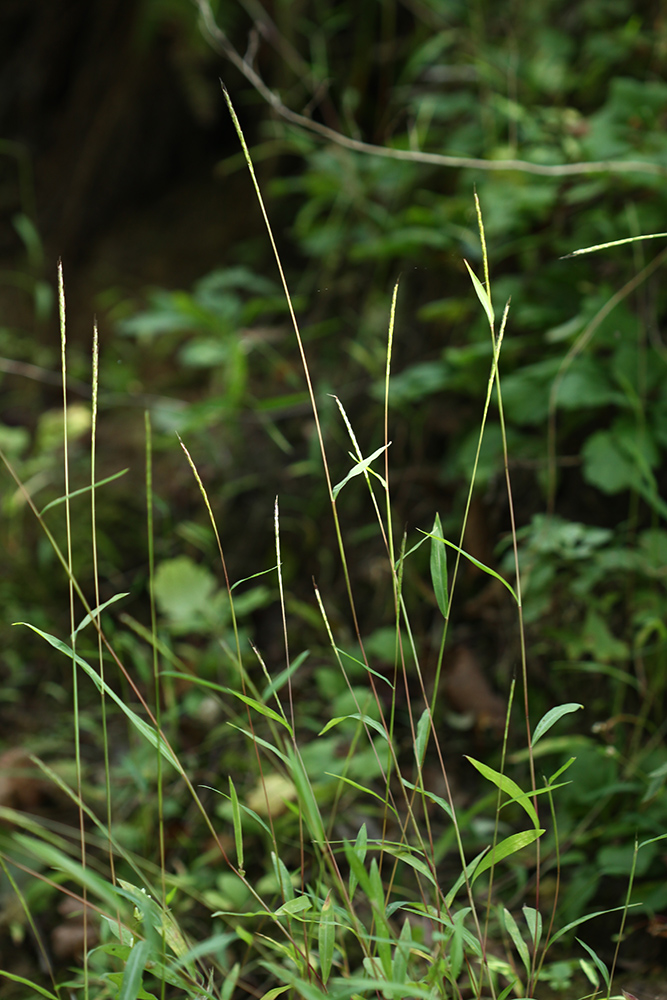 Image of Microstegium nodosum specimen.