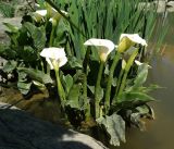 Zantedeschia aethiopica. Цветущее растение. Крым, Южный Берег, Партенит, парк ЛОК \"Айвазовское\". 30.04.2018.