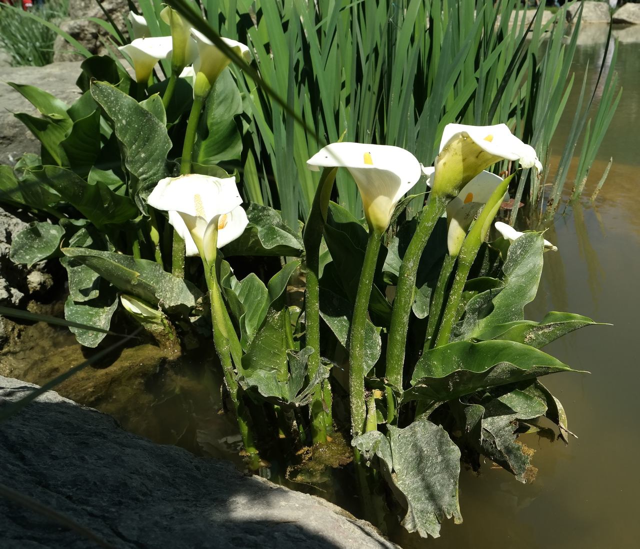 Image of Zantedeschia aethiopica specimen.