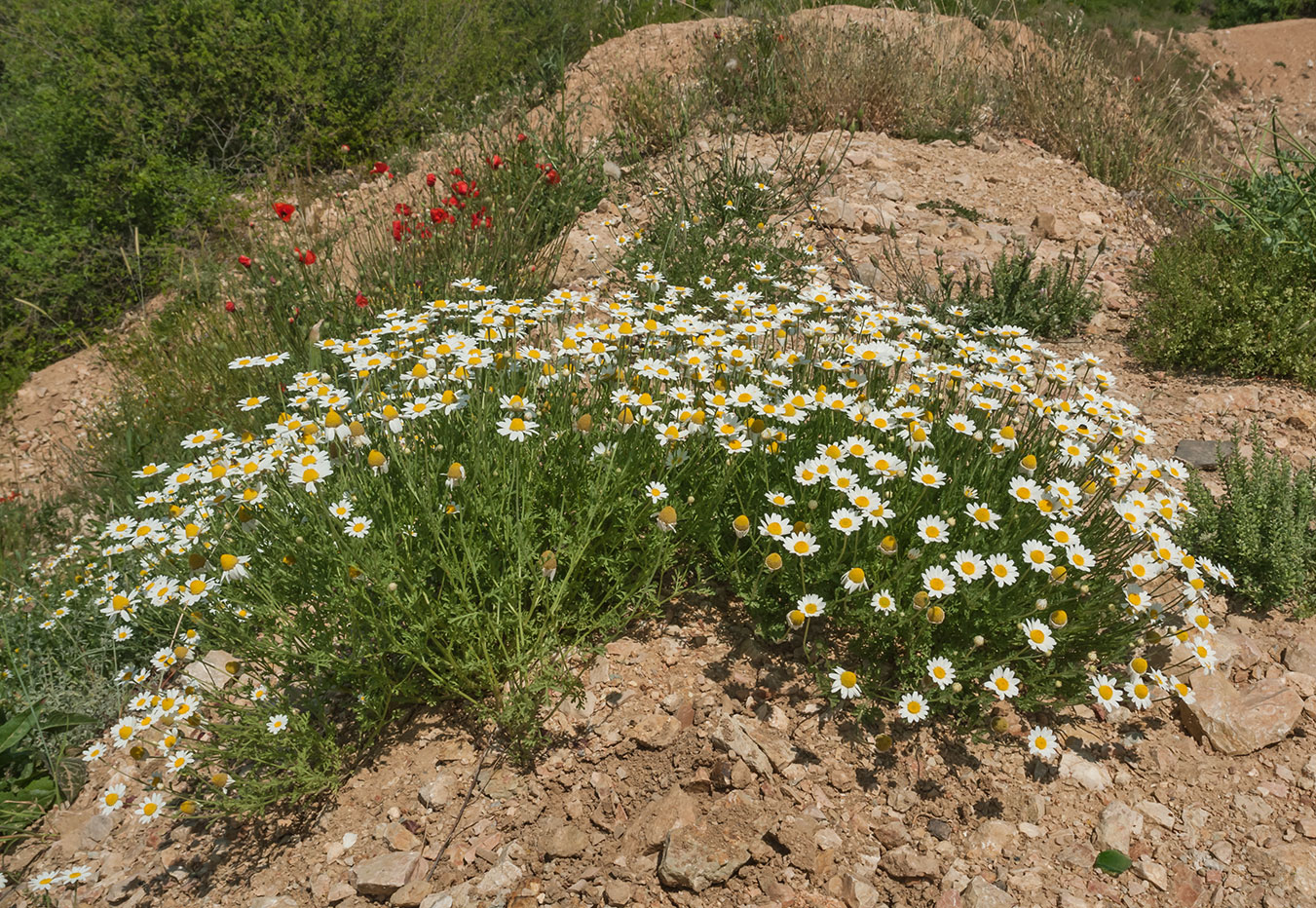 Image of genus Anthemis specimen.