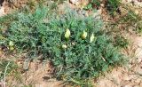 Astragalus dianthus