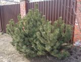 Pinus mugo. Растение с раскрывшимися шишками. Тверская обл., г. Тверь, пос. Киселёво, ул. Большая Зуевская, в культуре у частного дома. 7 апреля 2019 г.