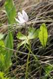 Anemone tschernaewii