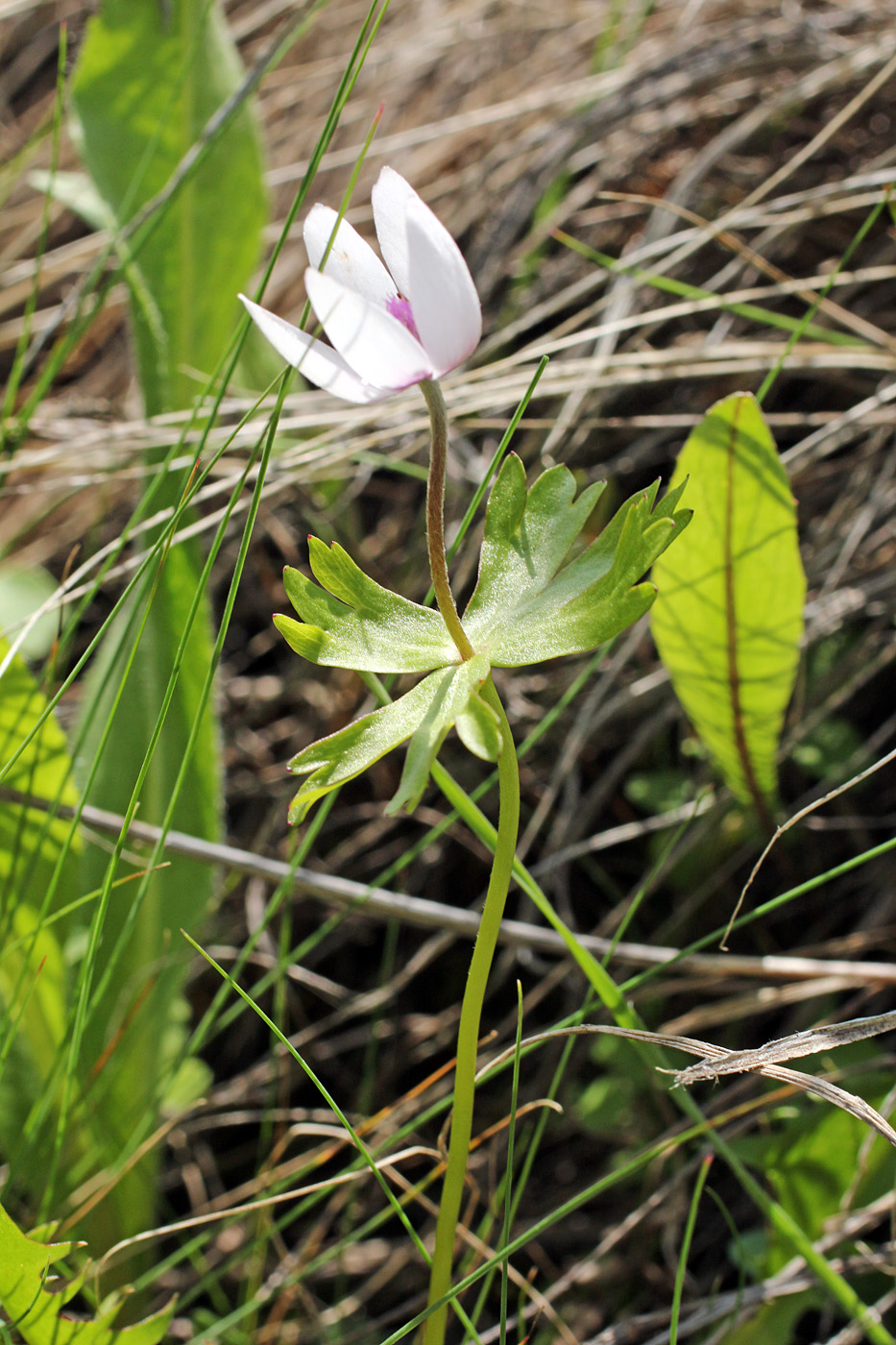 Изображение особи Anemone tschernaewii.