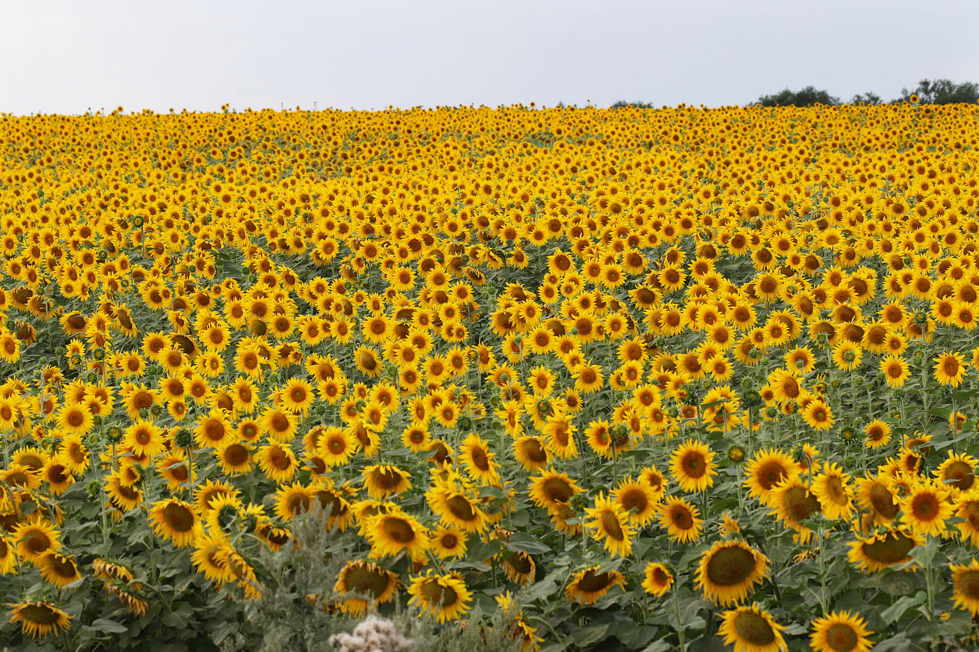 Изображение особи Helianthus annuus.