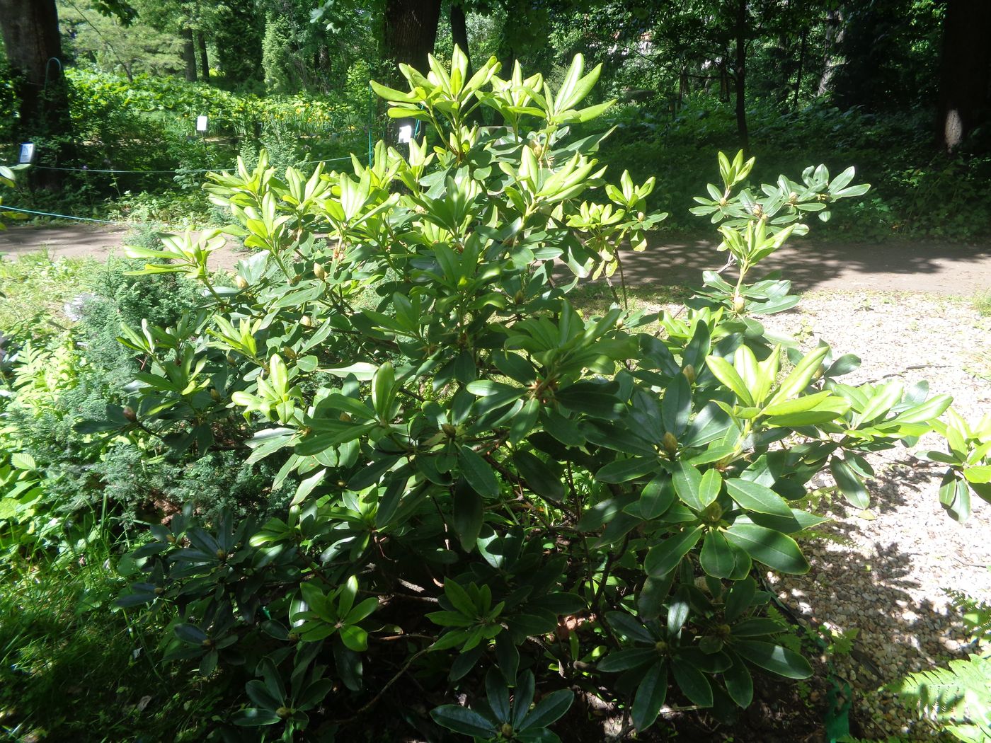 Image of genus Rhododendron specimen.