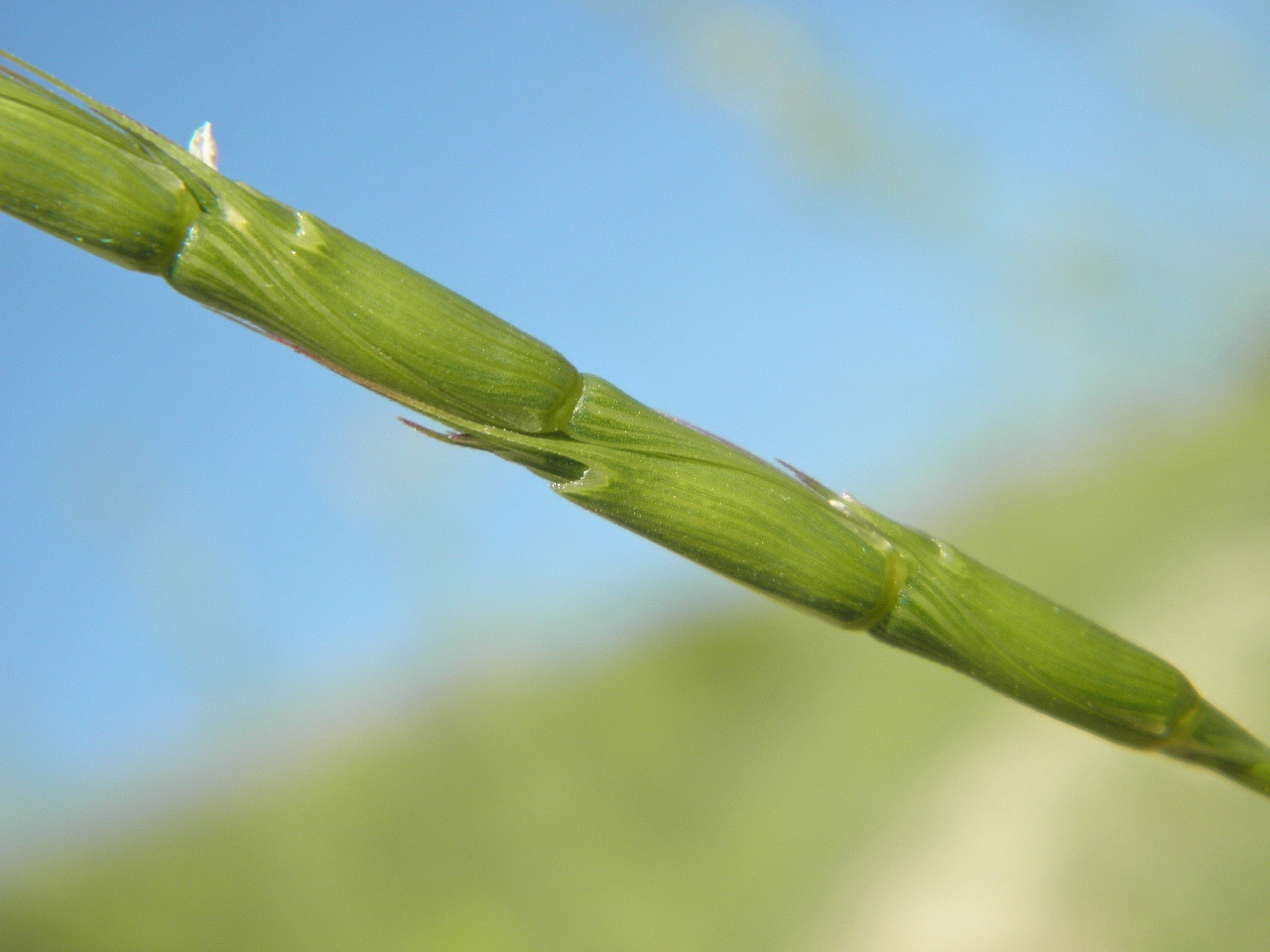 Изображение особи Aegilops cylindrica.